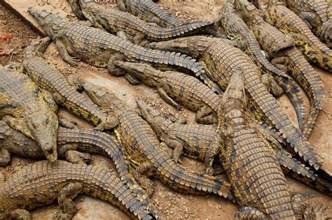 Hunt is on for wild young crocodiles that escaped into South African river | Reuters