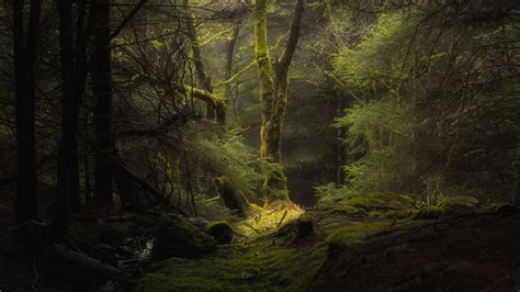 Dark Forest 4K Wallpapers - Top Free Dark Forest 4K Backgrounds ...