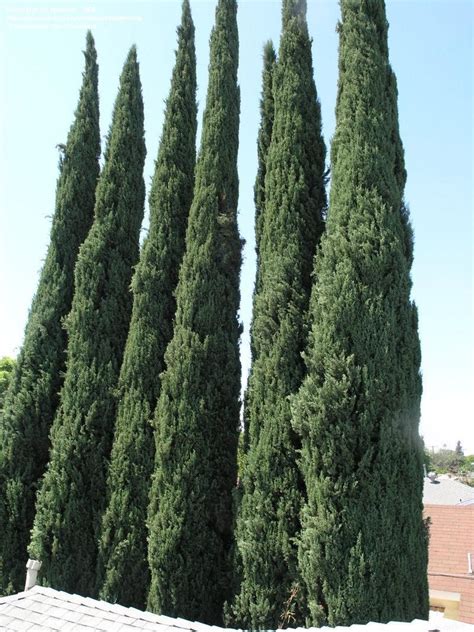 Italian Cypress for screening | Italian cypress, Cupressus sempervirens, Dream garden