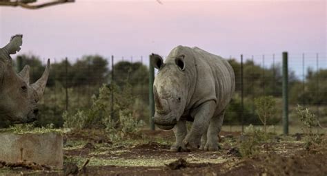 Are Private Rhino Reserves the Last Hope for these Magnificent Creatures? - Green Family Guide