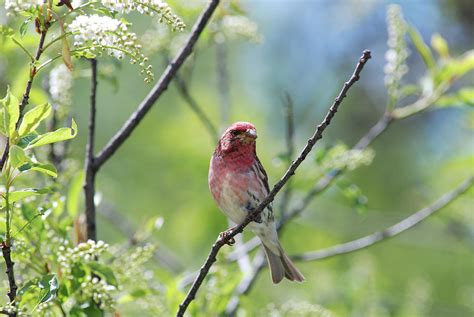 Male Purple Finch Photograph by Jan Piet - Fine Art America