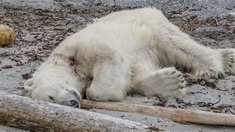 Arctic Wild Polar Bear Shot Dead for Tourism by Armed Guards.