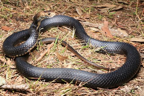 Eastern Brown Snake - South East Snake Catcher - Gold Coast