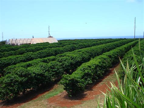 Kauai Coffee Rows | Kauai Coffee Plantation | Benjamin Cave | Flickr