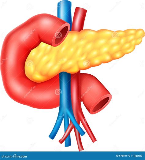 Pancreas Anatomy. Labeled Vector Illustration | CartoonDealer.com #52624116