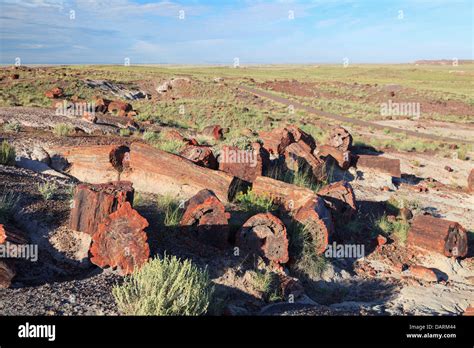 USA, Arizona, Holbrook, Petrified Forest National Park, Petrified wood ...