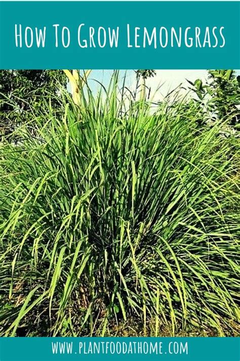 How to Grow Lemongrass: Planting and Growing Guide