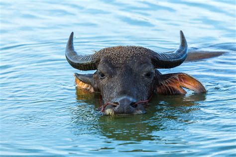 Vietnam: Water Buffalo