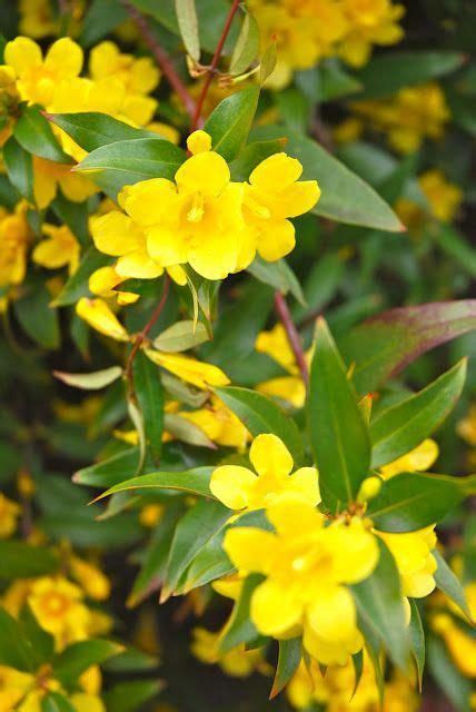 South Carolina State Flower – Yellow Jessamine, Carolina Jasmine #PergolaCheap | Carolina ...