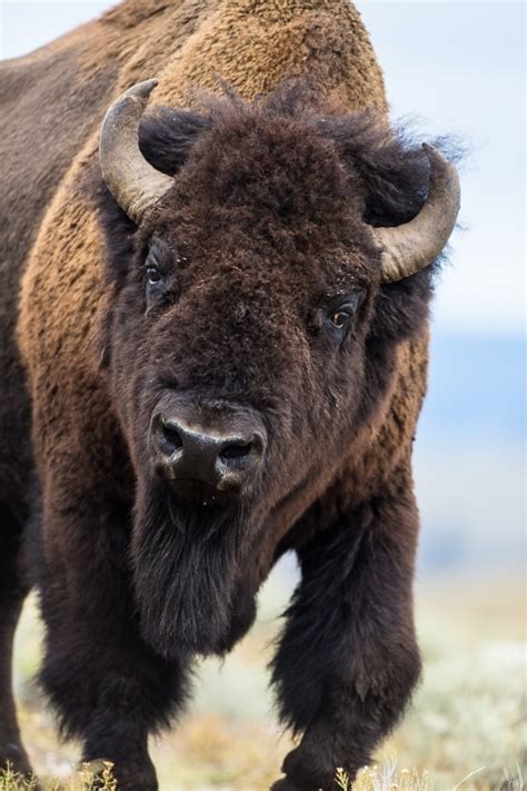 American bisonBos bison bull in Yellowstone Parkx - Photorator