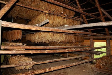 Tobacco leaves drying stock photo. Image of drying, health - 25917030