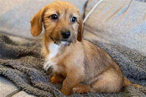 Dachshund Mixes: 30 Different Doxie Crossbreeds - K9 Web