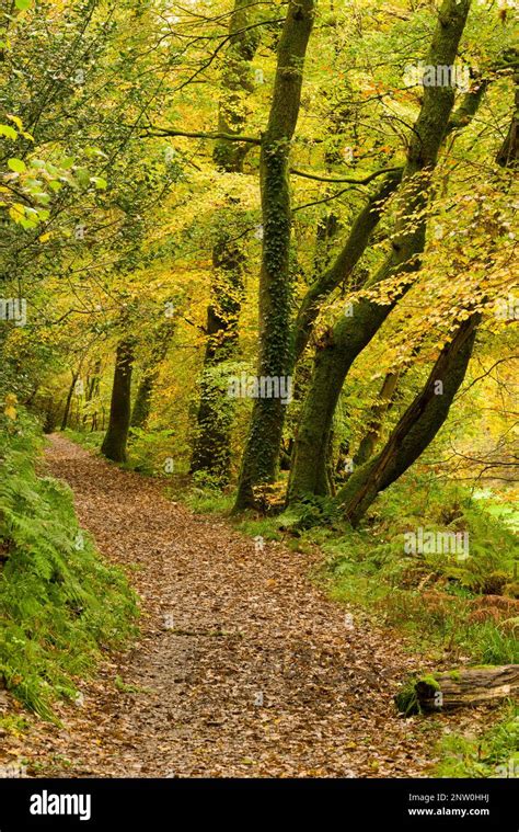 Autumn colour in Burridge Woods in the Barle Valley at Dulverton ...