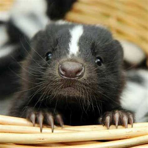 All About Skunks - Funny Things in 15 Photos and 5 Videos - Animal's Look