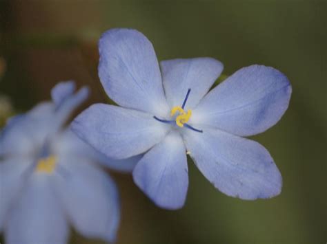 Pretty blue flowers, Kangaroo Island - Jess and Jer's Travel Pictures ...