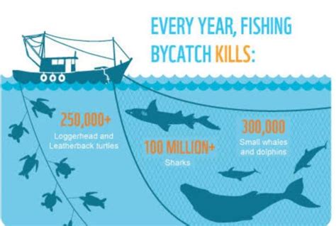 Fishing and its effect on the marine ecosystem