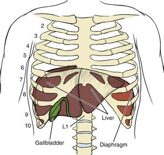 Anatomy Of Body What Under Rib Age - Human rib cage - wikidoc / Pain coming from a person's rib ...