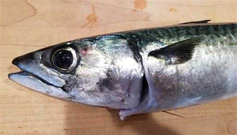 Chub Mackerel Fishing Guide: How to Catch & Cook