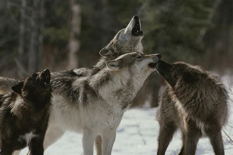 A Pack Of Gray Wolves, Canis Lupus Photograph by Jim And Jamie Dutcher