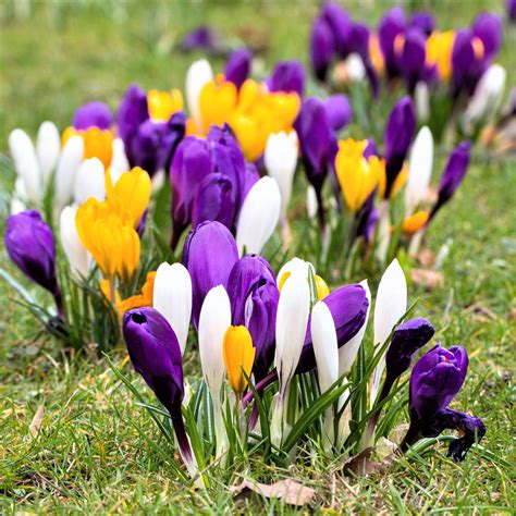 Bold Mixed Crocus Bulbs For Sale Online | Large Flowering Mix – Easy To Grow Bulbs