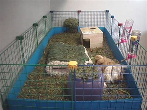 Guinea Pig Cages