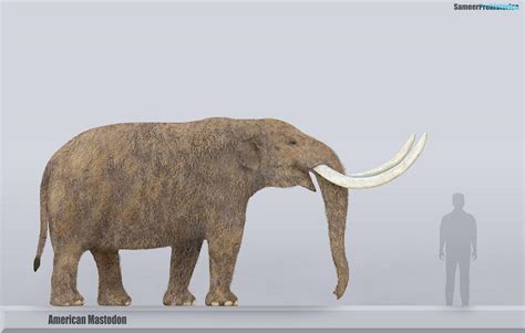 American Mastodon Size by SameerPrehistorica on DeviantArt