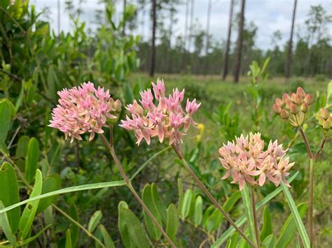 WEBINAR — Florida Monarchs & Milkweed - Florida Wildflower Foundation