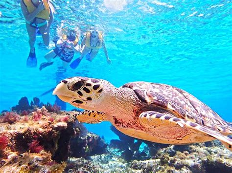 el cielo cozumel snorkel and party tour in cozumel party boat with ...