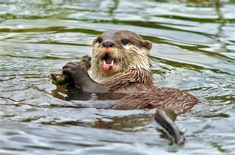 10 Amazing Photos of Wildlife in Washington