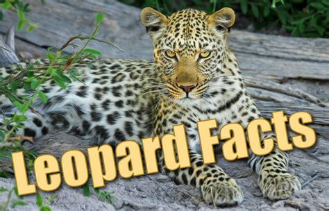 Leopard Facts For Kids - Information, Pictures & Activities