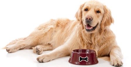 Is DOG Food Good For My Golden Retriever? | Golden Retriever Dog And ...