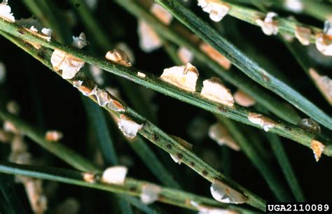 pine needle rusts (Genus Coleosporium)