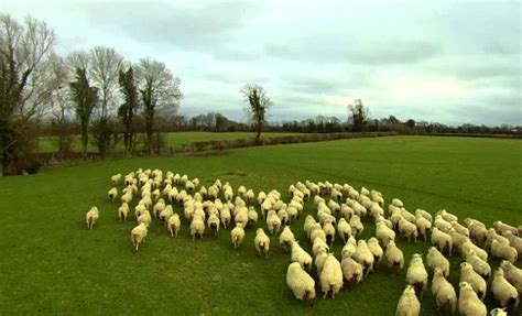 Watch Unbelievable Footage of Farmer's Drone Herding Sheep