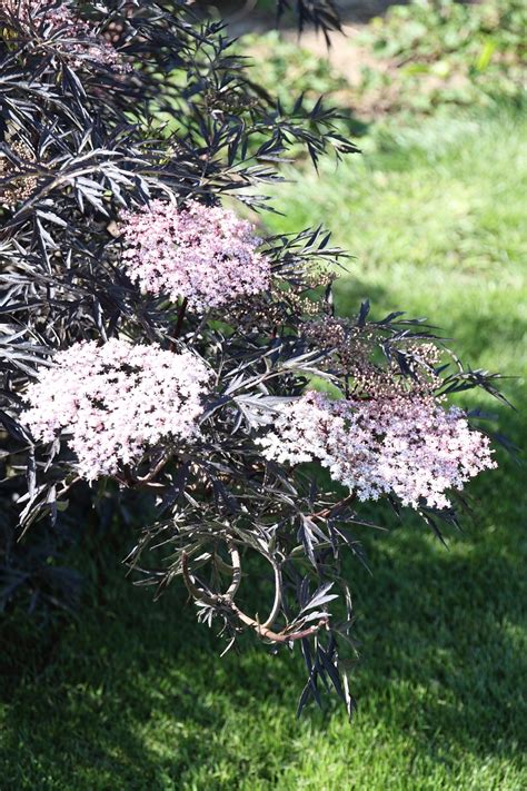 Sambucus nigra 'Black Lace' - Gewone vlier - De Tuinen van Appeltern