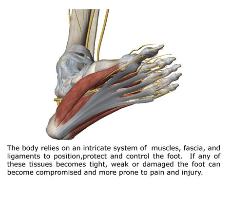 The Foot Intrinsic Muscles and Their Role in Foot Pain - Gray Chiropractic St.Catharines Spine ...