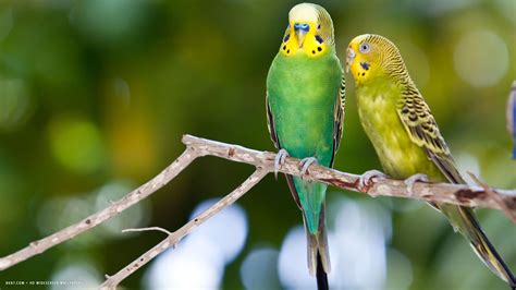 budgie two green budgerigars birds sitting hd widescreen wallpaper ...