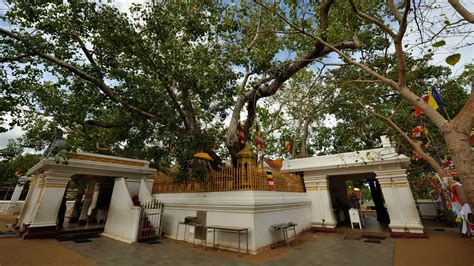 'Tree of Enlightenment' in Anuradhapura | Sacred Bodhi Tree