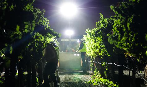 Five Reasons Why Wineries Prefer Night Harvesting Chardonnay Grapes