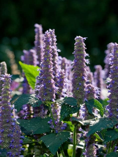 HOW TO CARE FOR AGASTACHE - growhappierplants.com