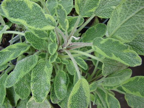 File:Starr 070906-8850 Salvia officinalis.jpg