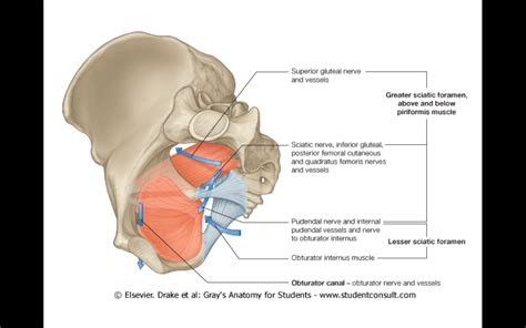 Lesser Sciatic Foramen Contents