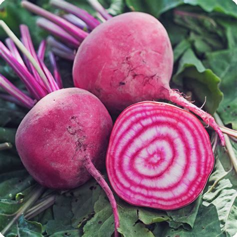 Beet Seeds - Chioggia - Heirloom Untreated NON-GMO From Canada