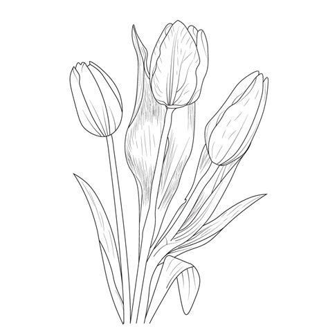 tulip illustration, tulip illustration black and white, botanical tulip illustration, tulip ...