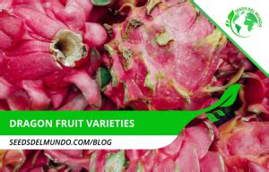 Different Dragon Fruit varieties | Seeds Del Mundo