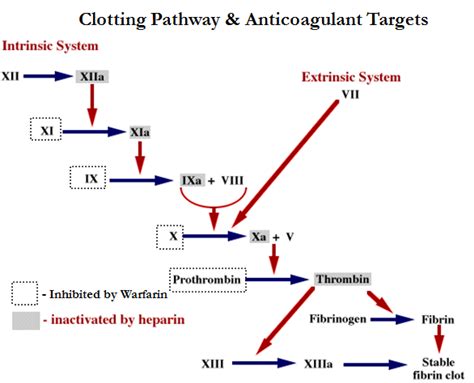 Mechanism Of Action Of Warfarin - Lecture Notes On Anticoagulants Heparin Warfarin - Many drugs ...