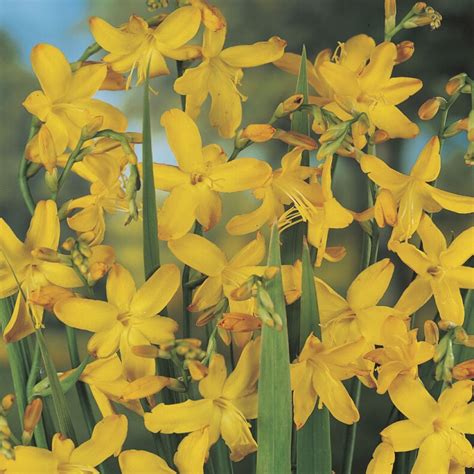 Crocosmia George Davison Bulbs