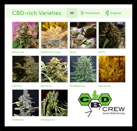 Medical seeds of Cbd Crew – cbdclubcanna