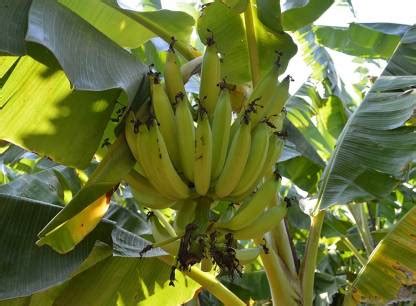 Vijay Sales Banana Plant Price in India - Buy Vijay Sales Banana Plant ...