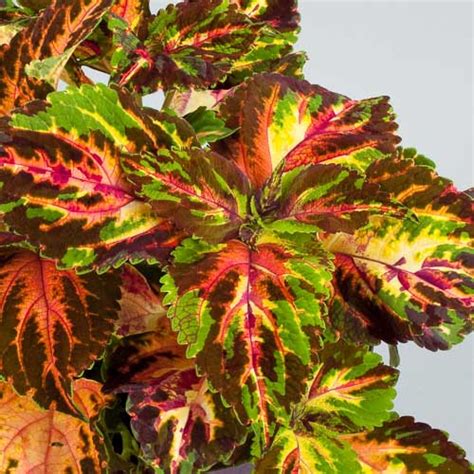 Coleus Seeds | 40 Varieties | Annual Flower Seeds