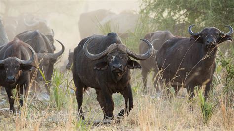 Cape Buffalo herd, Meru National Park, Kenya, Syncerus caffer